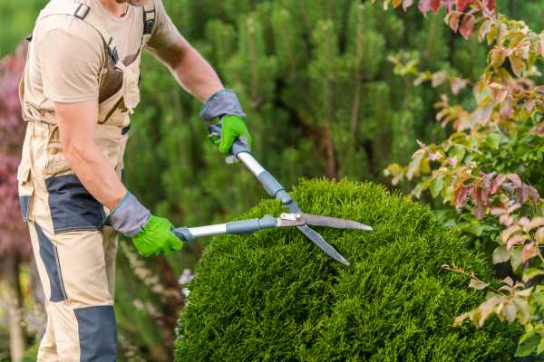 Corte correcto en poda de jardín